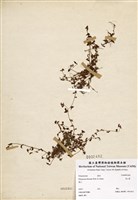 藏品(高山蓼)的圖片